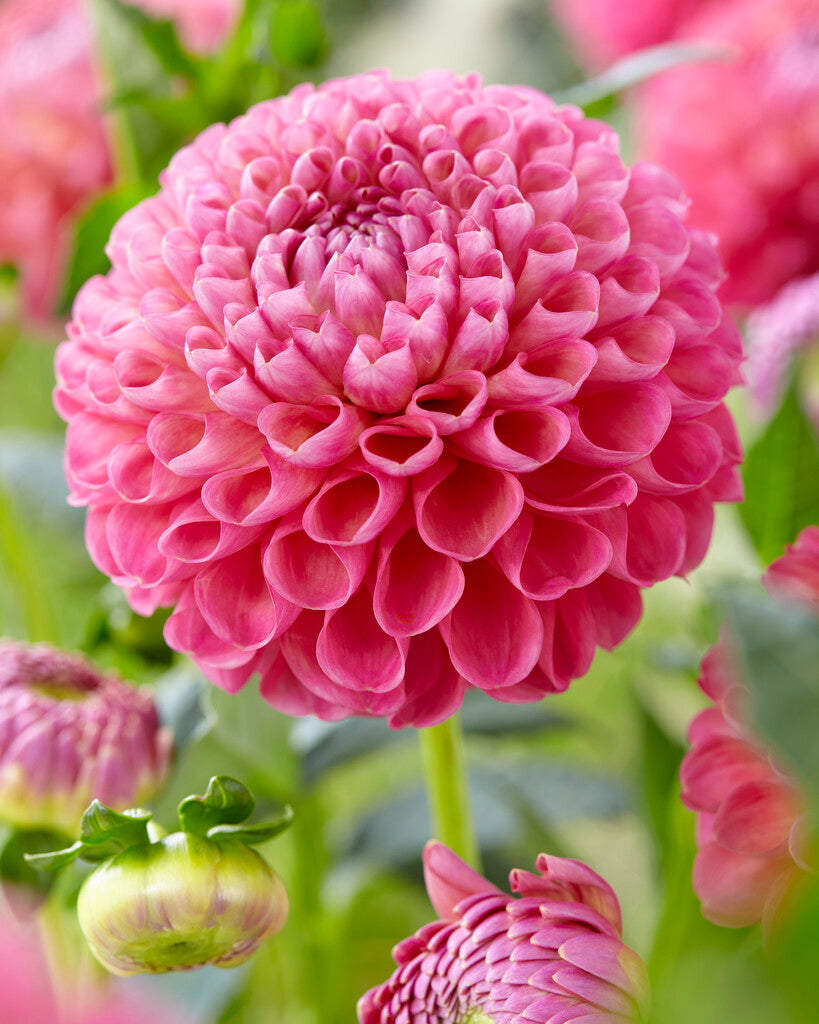 Dahlia Boll Jowey Frambo 1-pack